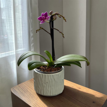 Matera Orgánica  (orquídea Mini) pequeña