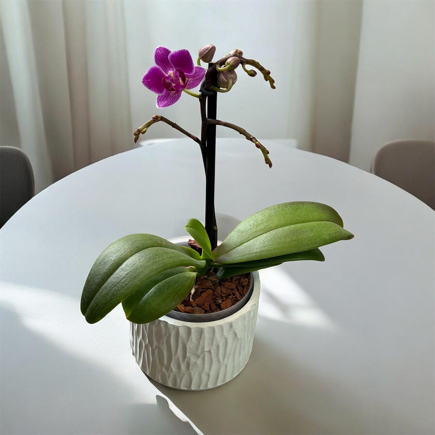 Matera Orgánica  (orquídea Mini) pequeña