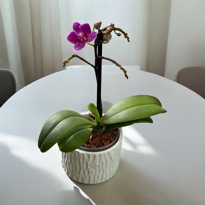 Matera Orgánica  (orquídea Mini) pequeña