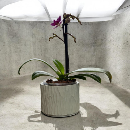 Matera Orgánica  (orquídea Mini) pequeña