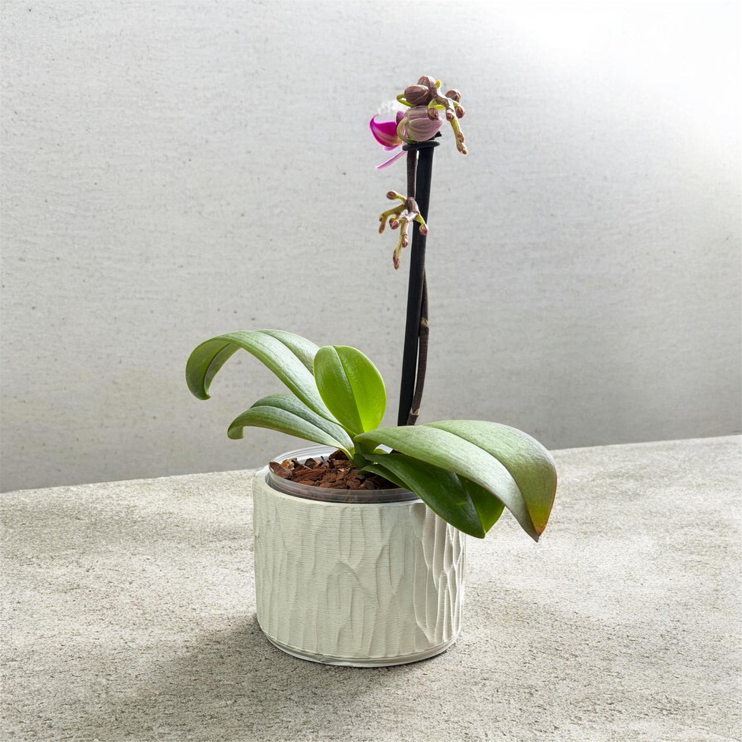 Matera Orgánica  (orquídea Mini) pequeña