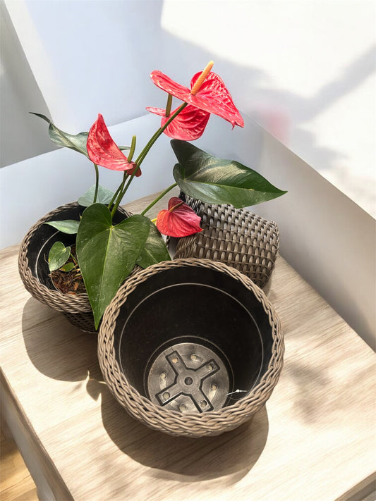 Set de Maceta ratan x3