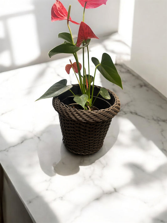 Maceta Rata 27 x 22 Cm